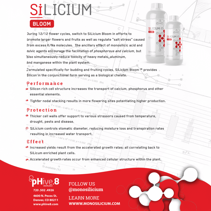 SiLicium Bloom info sheet copy